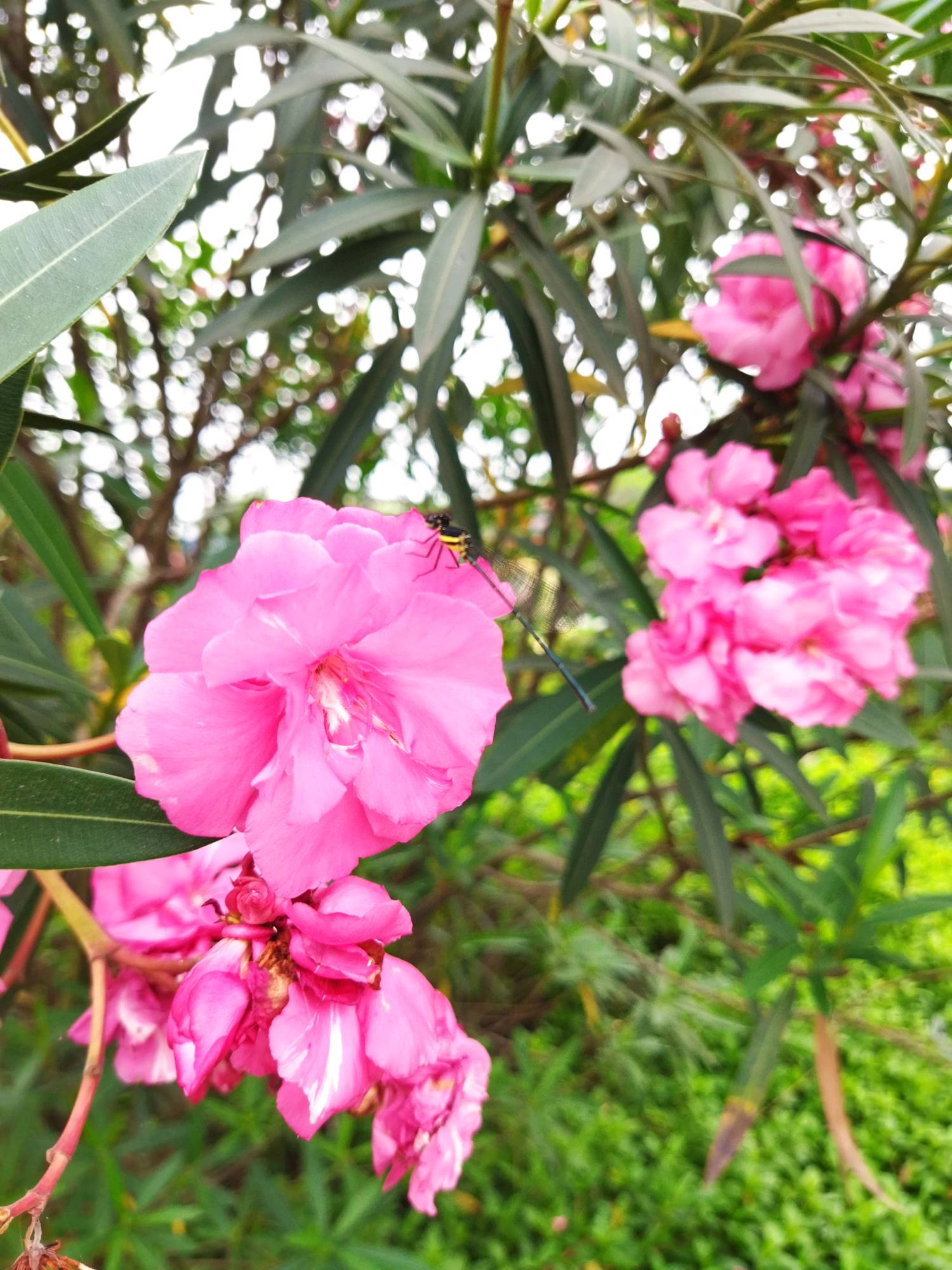 hình ảnh đánh giá sản phẩm